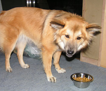 �傫���Ȃ��Ă��������͂񂪍D��