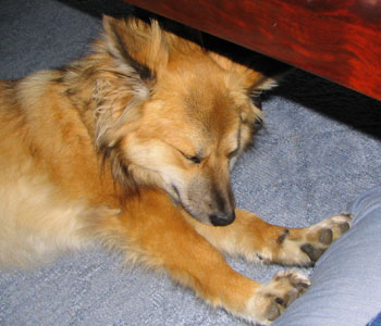 �Ȃ����˂������ĐQ��