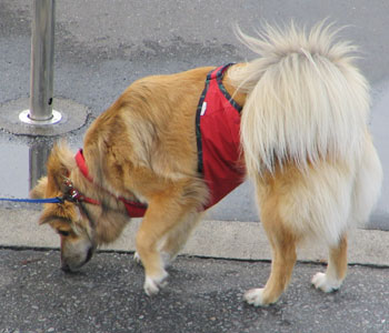 �J�オ��͕�����