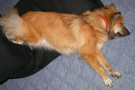 ��둫���O�[�ɂ��ĐQ��