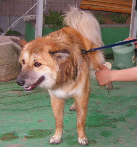 �ǂ����􂤂��A�J�b�p�͂���Ȃ��񂶂�Ȃ��H