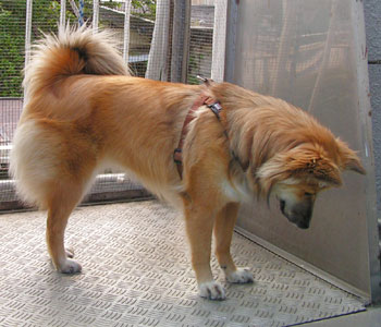 �U���̎���