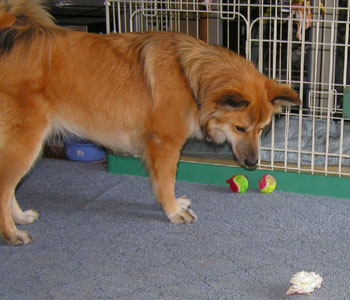 �܂�������Ƃ��킢