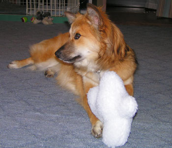 �V�����I���`���ł���H