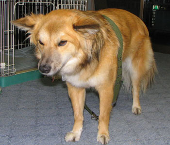 �ڂ������