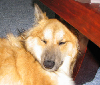 �Ȃ����܂��Q�ꂵ��