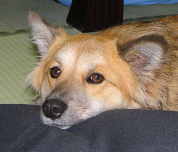 �����͏펞�Ȃɂ��ɂ̂�����