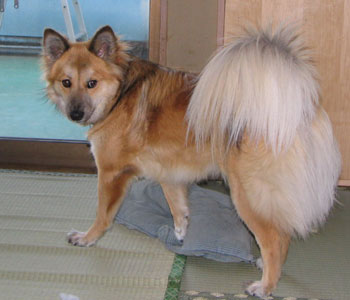 �@��ƂȂ�����ނ���