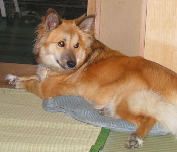 �ł��܂��g�����