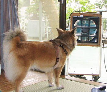 �t���C��ŗ���