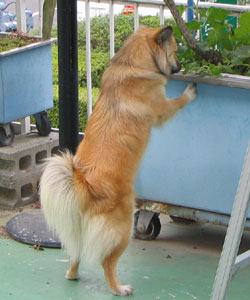 �Ƃ��ǂ��앨��������