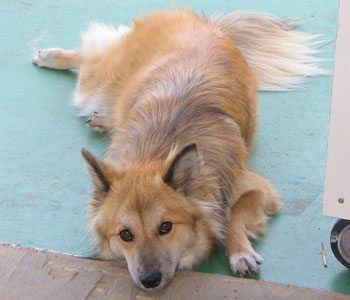 �ŋ߂��������C�ɓ���