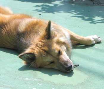 ���}���E���Ă�������ɐQ��