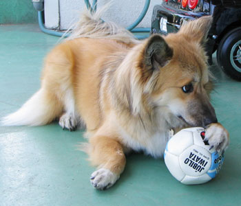 �K�L����{�[���������߂�