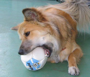 ������Ƒ傫������