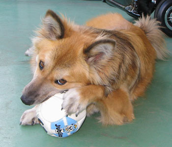 �ł��C�ɓ�����