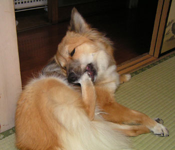 �~�J���͂��������y��