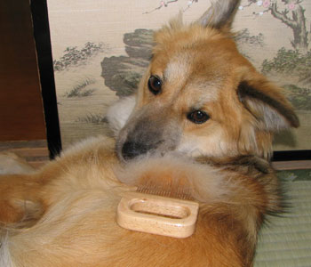 �Ȃɂ���I�u���V�͌������Ă΁I