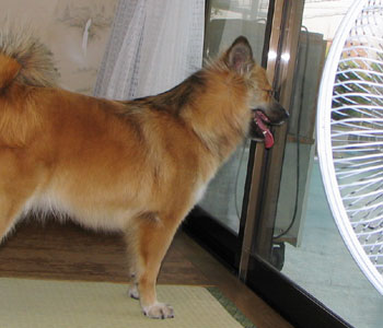 �U���̂��Ƃ͐�@�ŗ���