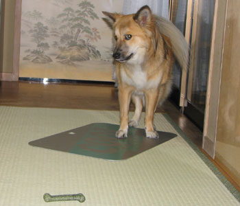 ���������������킢