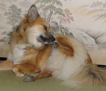 �������Ⴂ�H