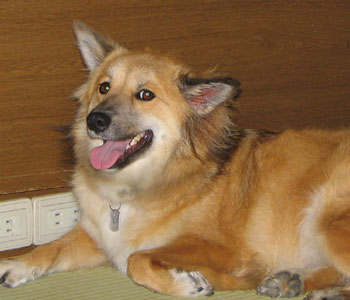 �a�@�ō����������キ���コ�ꂽ