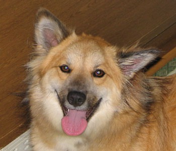 ���|�̂��܂莨���������đ��؂��