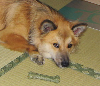 �H�ׂȂ����ǁA���������^�Ԃ����