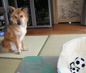 ���̃I���`�����ق������ǁA�V�����x�b�h�����킢