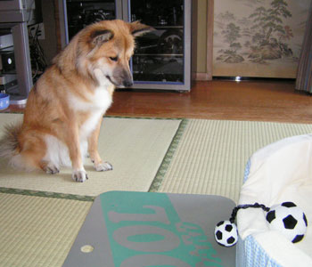 ���Ȃ���邩������Ȃ�