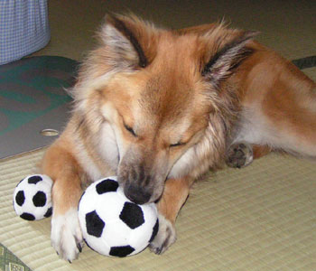 �܂��@�ɃV��������Ă��܂���