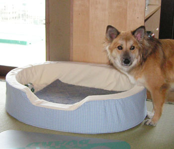 �ÃJ�[�y�b�g��~���Ă����܂���Ȃ���