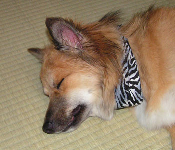 �ӊO�ɗ₽���Ȃ�