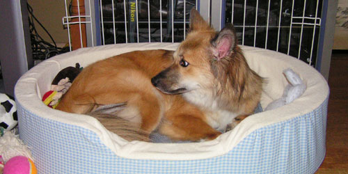 ���A�����ŐQ��́H