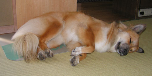 �A���~�}�b�g�Ɋ����܂łP�N��������