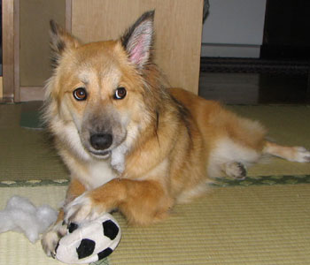 ���񂾂�ւ���ł�����