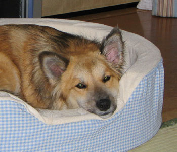 ���ӐQ���ӂ������̂��V��