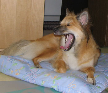 �����͗�������