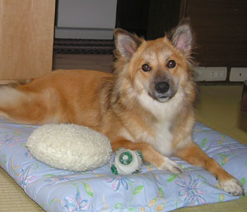 �����z�����ς�