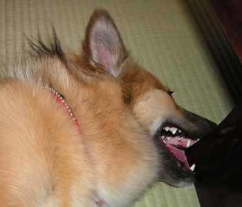 ���܂ɐ̂��v���o���ĉƋ��������