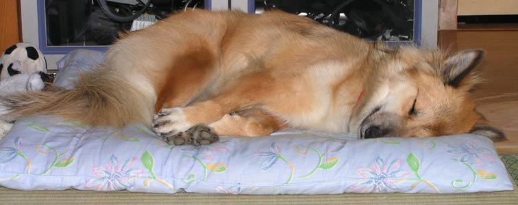 ���낮�񂾂�ˁ`