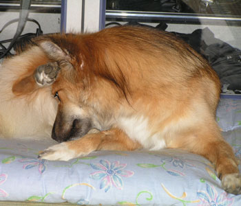 �̂��_�炩���ƕ֗�