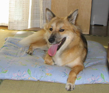 ��ꂽ�炷������邵