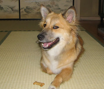 ���A�V�r�X�P�b�g�����킢