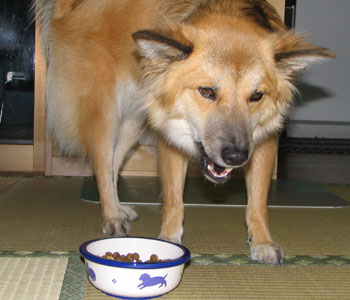 ����ς蓩�킪���