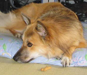 �ڂ����킹�Ȃ��悤�ɂ���