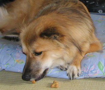 �����Ă��������H�ׂ�