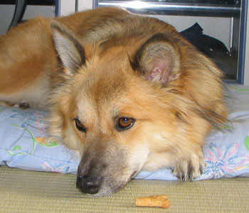 �������̂�����͑傫������