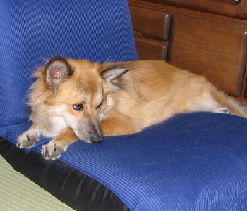 �͂ݏo���Ă����֎q���D��