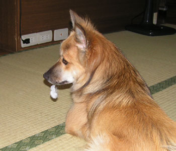 �ǂ����Ă��낤�H